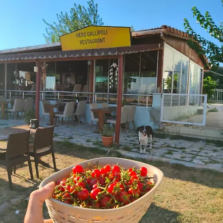 Hero Gallipoli Burhanli